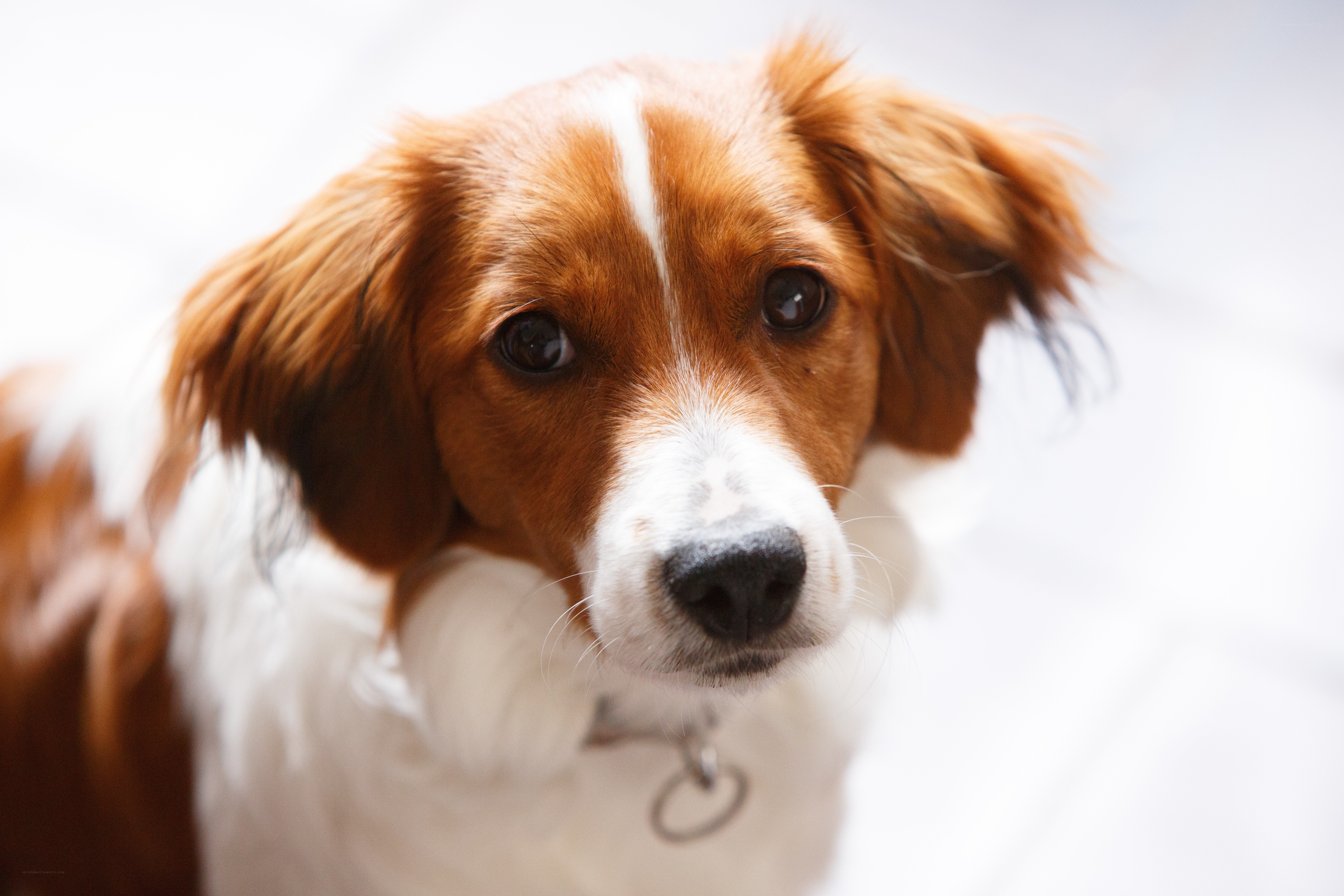 brown and white dog looking up