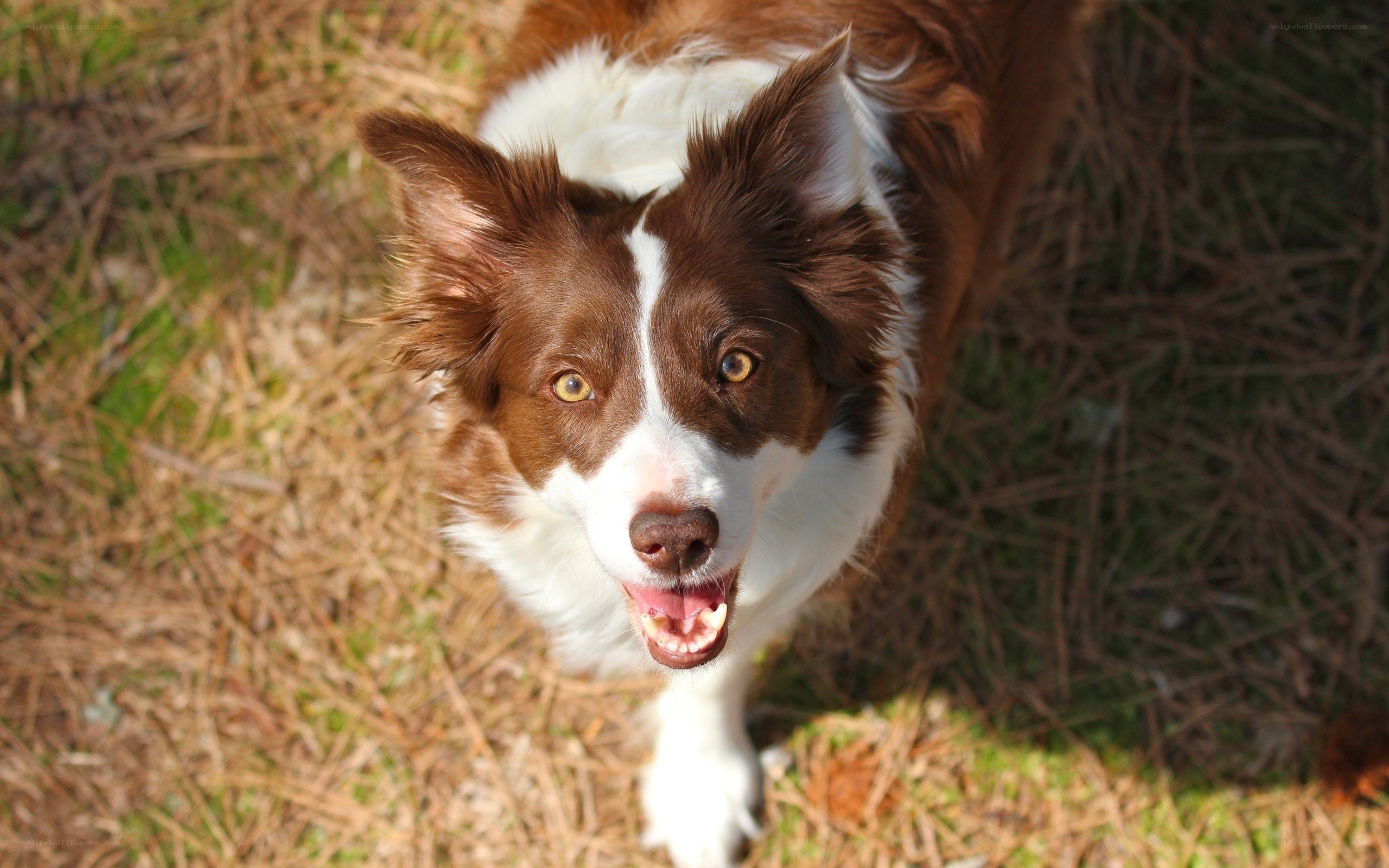 brown and white dog looking up