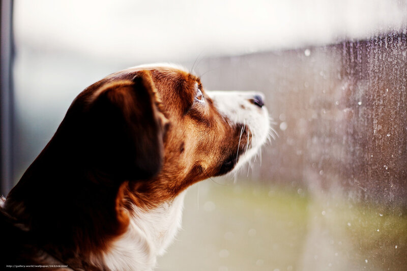 Brown and White Dog — Melancholic, Photograph