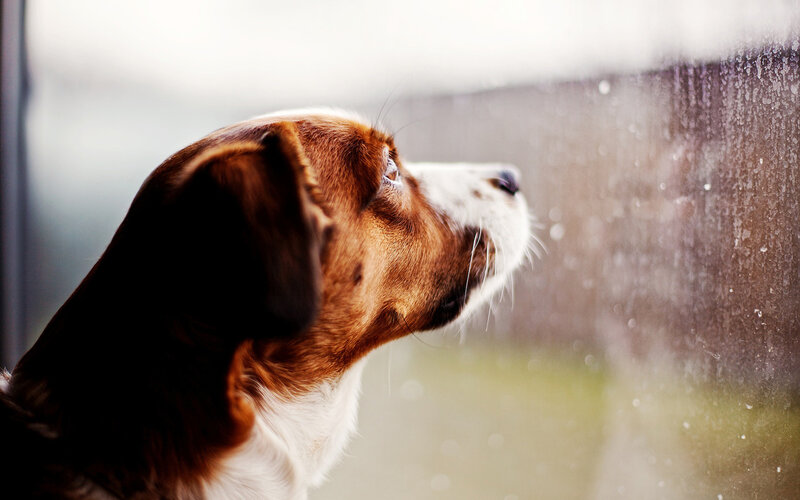 Brown and White Dog — Melancholic