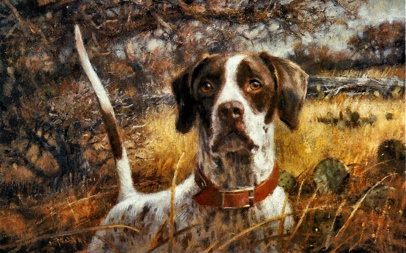 Brown and White Dog — Natural