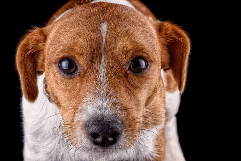 Brown and White Dog — Neutral, Photograph, Black Background