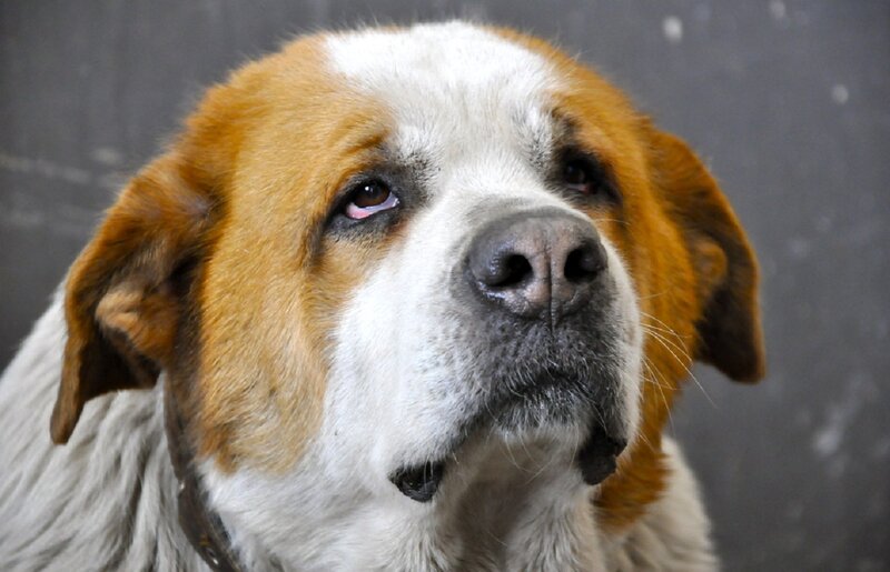 Brown and White Dog — Neutral, Photograph, Collar