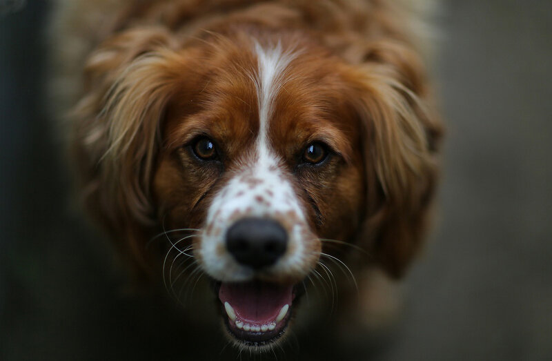 Brown and White Dog — Neutral, Photograph, Snout