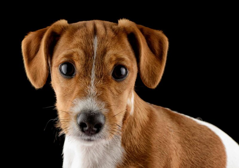 Brown and White Dog — Neutral, Photograph