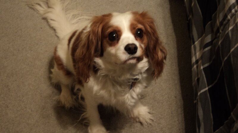 brown and white dog on carpet