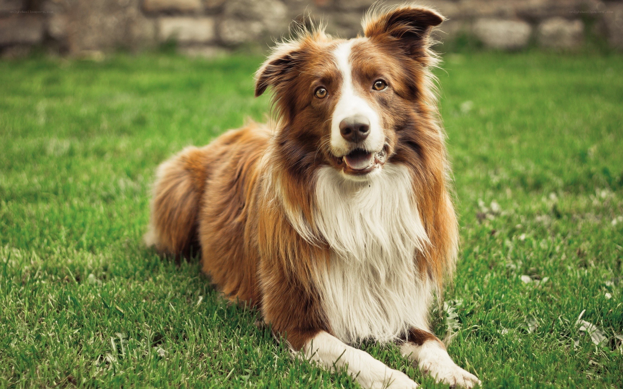 brown and white dog on grass
