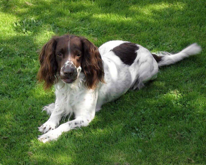 brown and white dog on grass