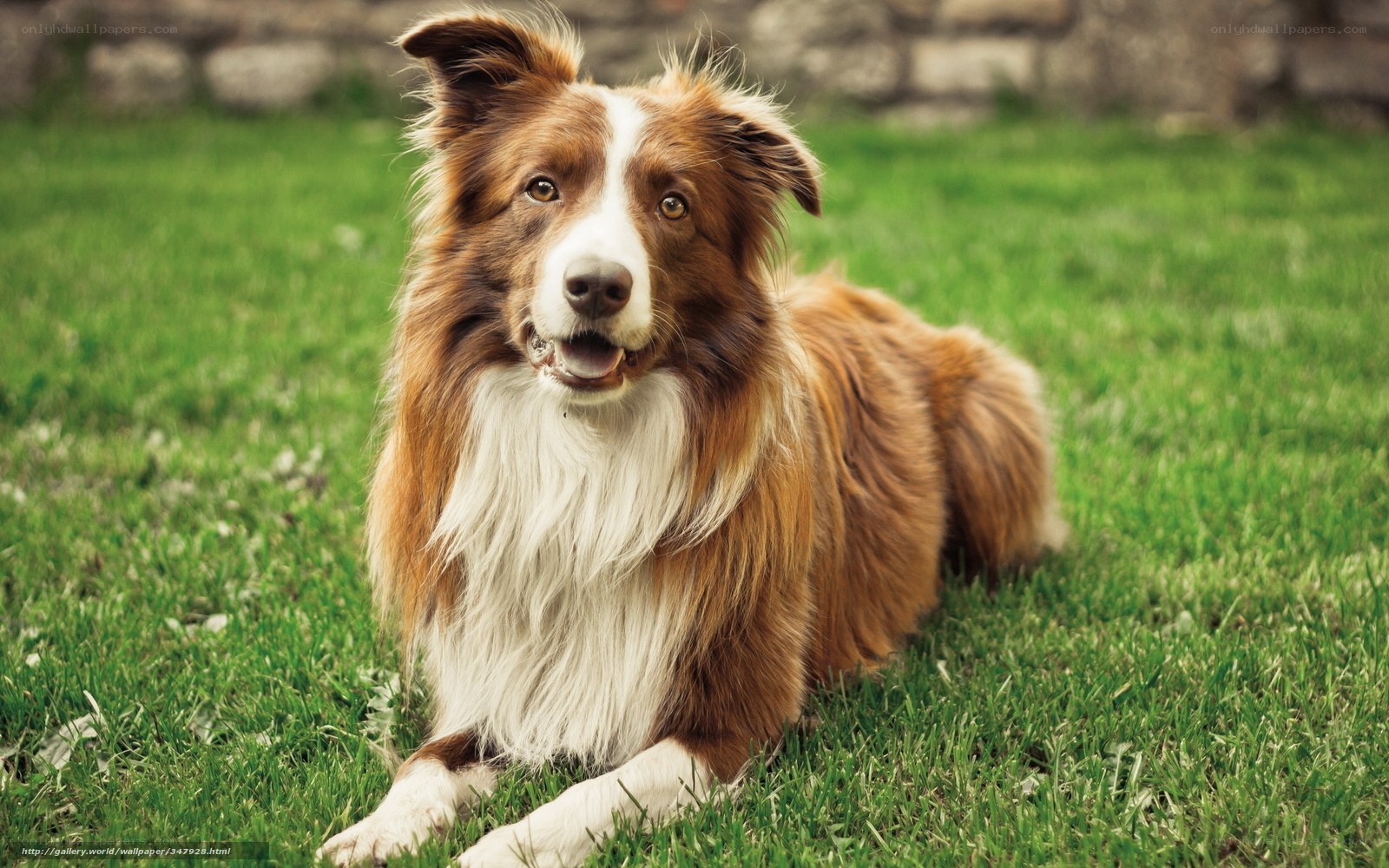 brown and white dog on grass