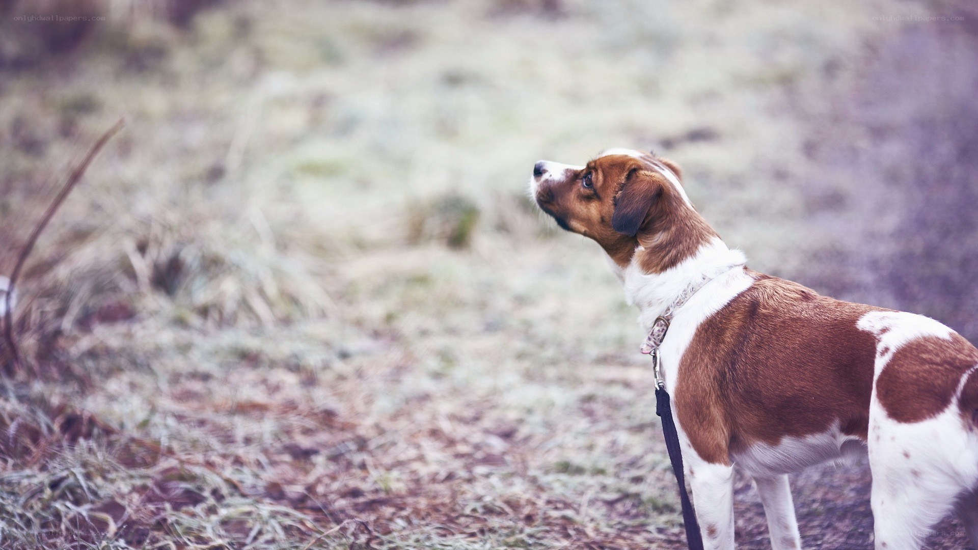 brown and white dog on leash