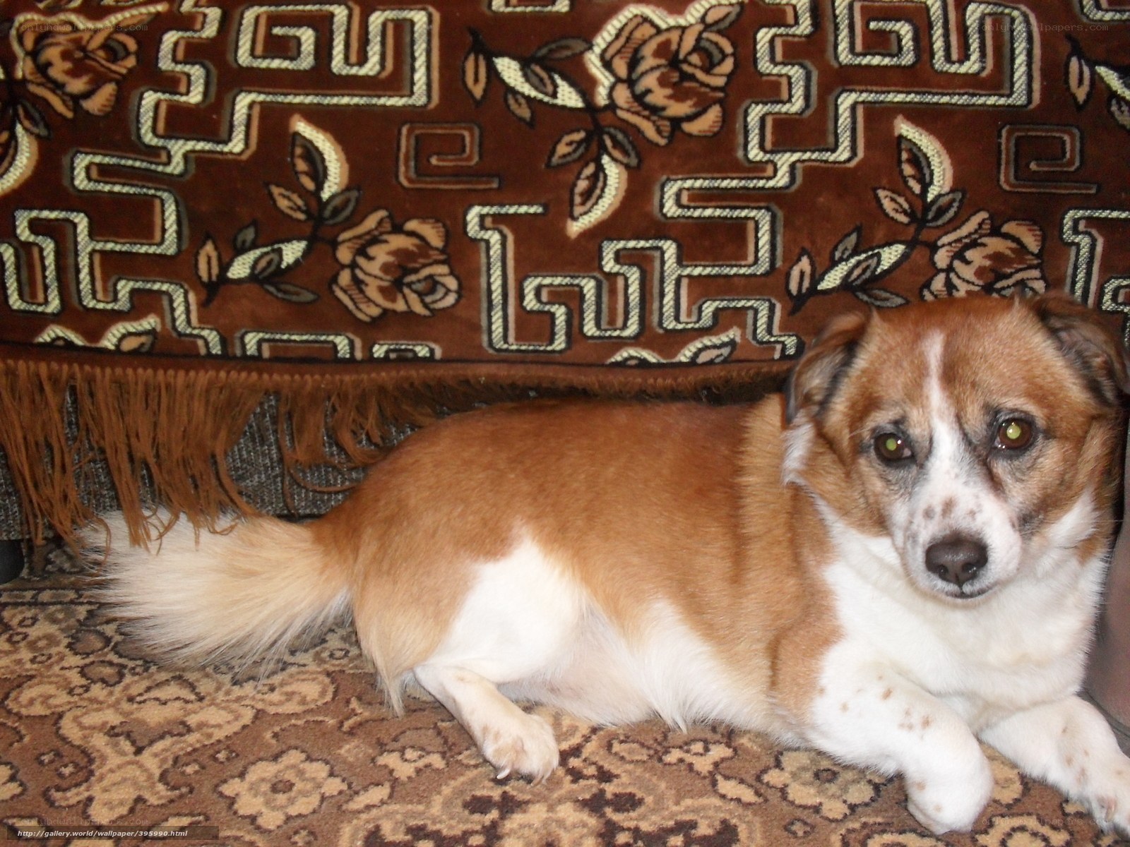 brown and white dog on rug