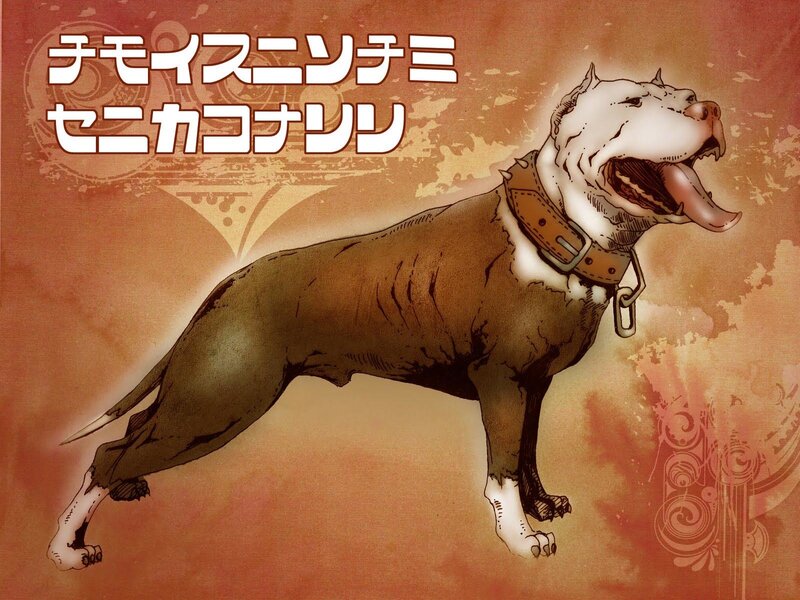 Brown and White Dog — Orange