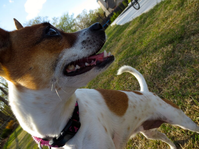 Brown and White Dog — Outdoor