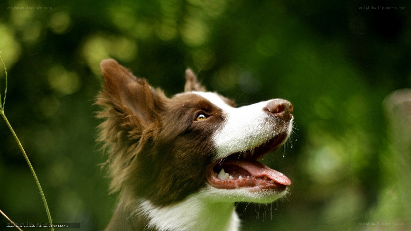 brown and white dog outdoors