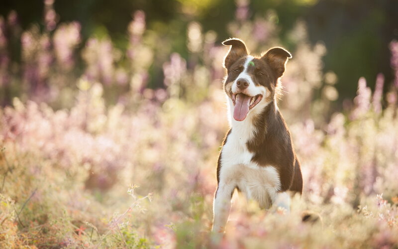Brown and White Dog — Peaceful