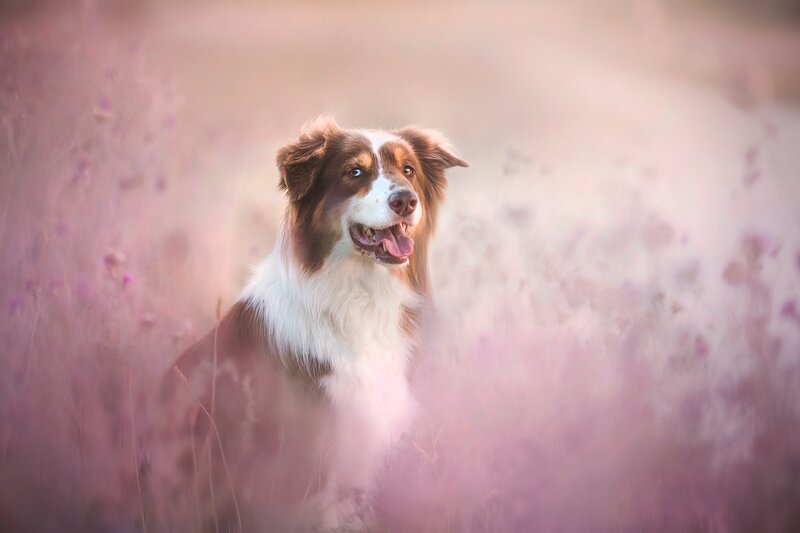 Brown and White Dog — Pink