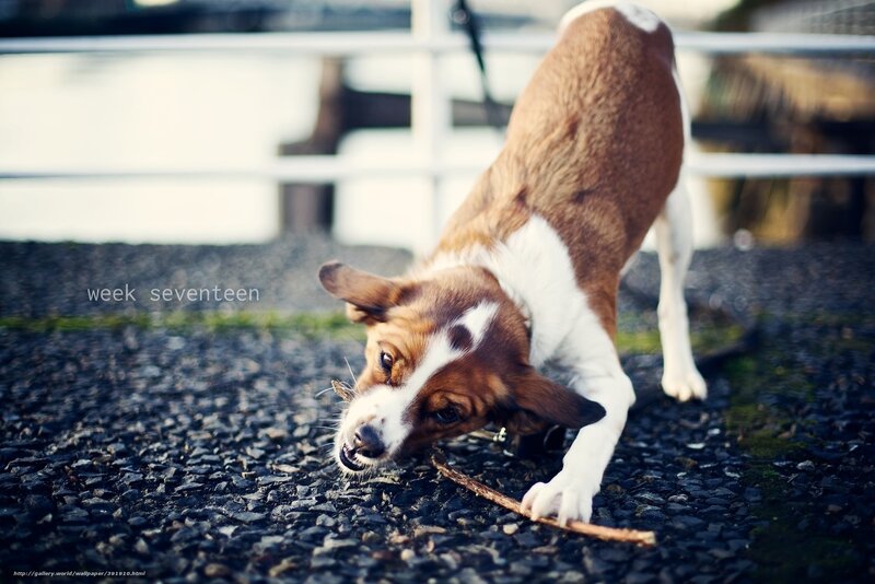 Brown and White Dog — Playful, Afternoon