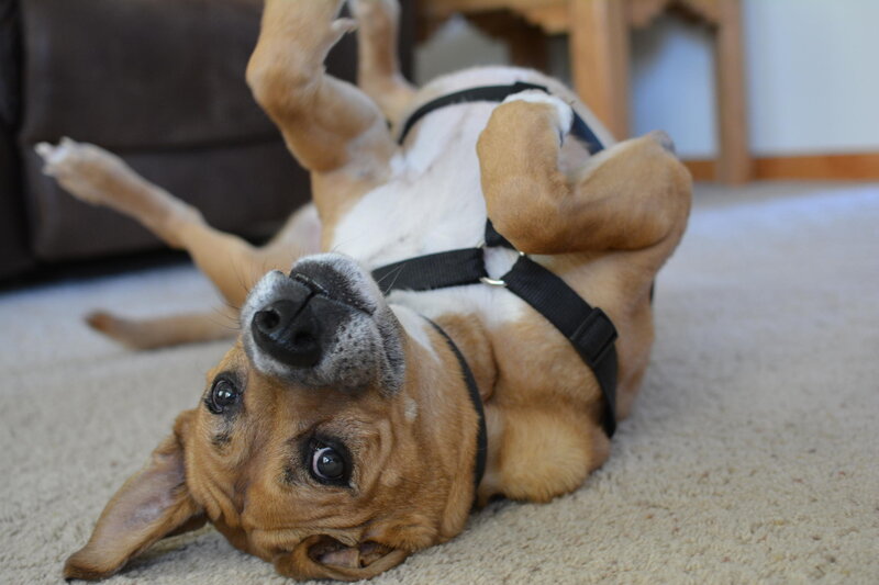 Brown and White Dog — Playful, Photograph