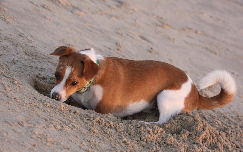 Brown and White Dog — Playful