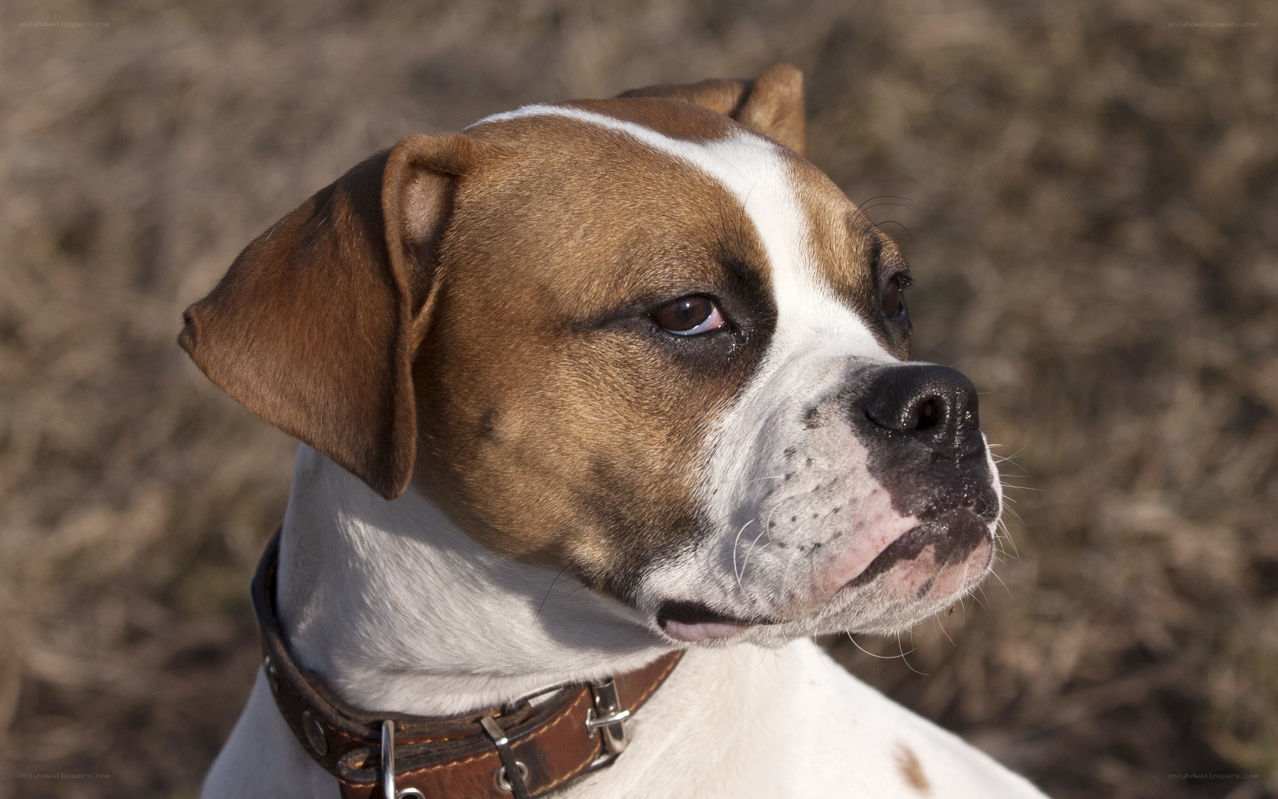 brown and white dog portrait