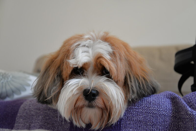 Brown and White Dog — Purple