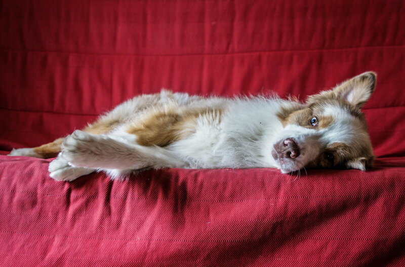 Brown and White Dog — Red, Calm, Photograph