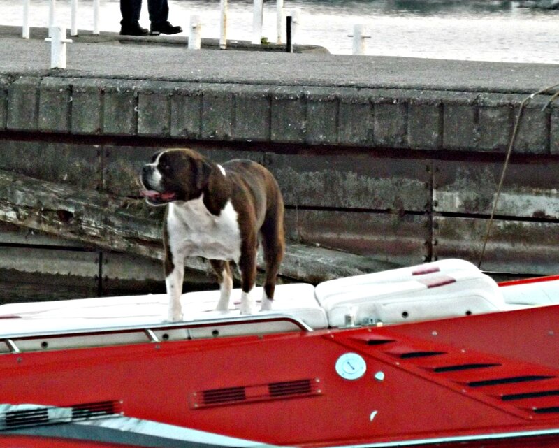 Brown and White Dog — Red, Calm