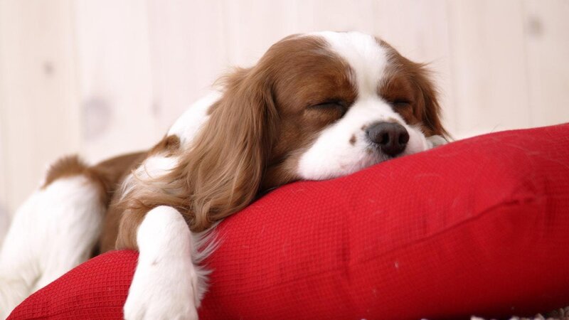 Brown and White Dog — Red, Peaceful, Photograph