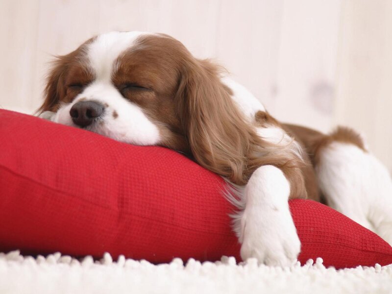 Brown and White Dog — Red, Peaceful