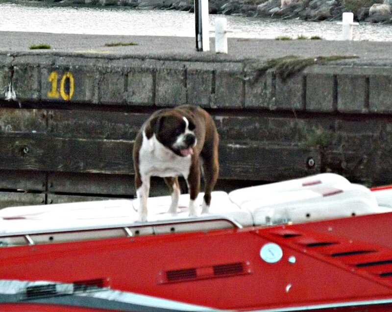 Brown and White Dog — Red