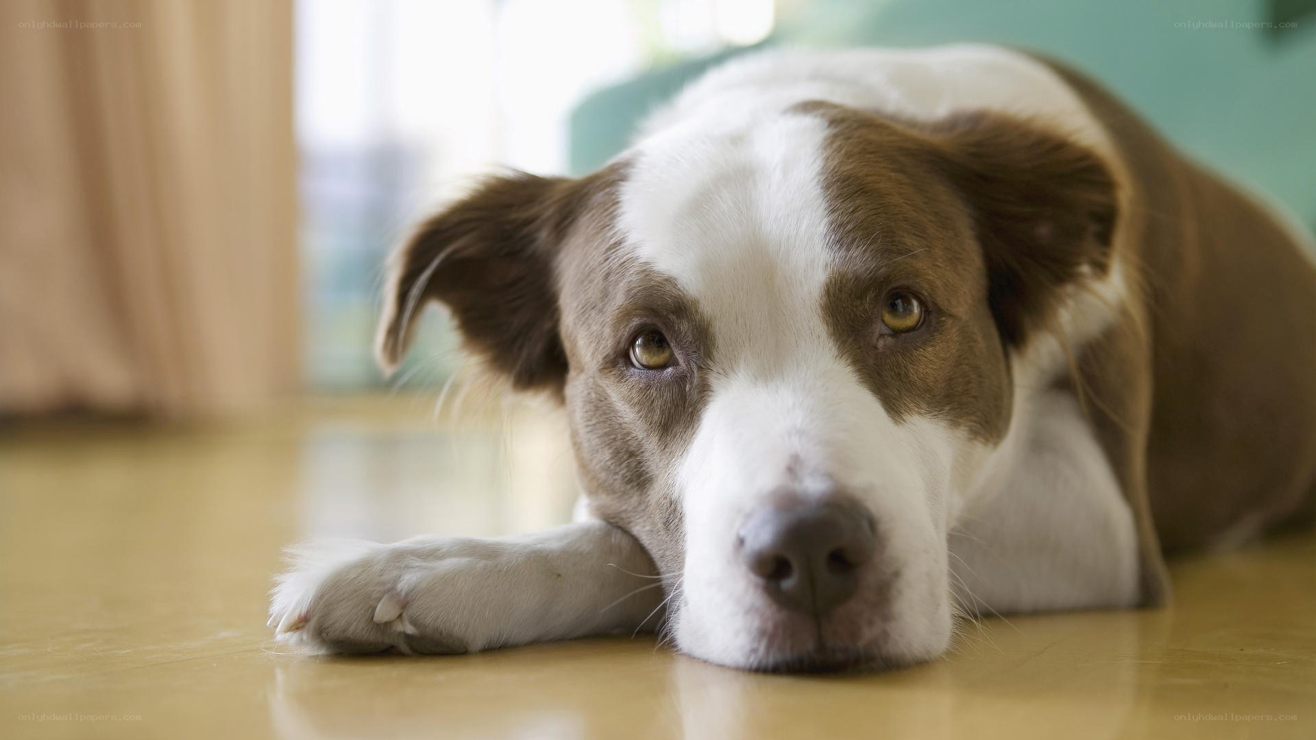 brown and white dog resting