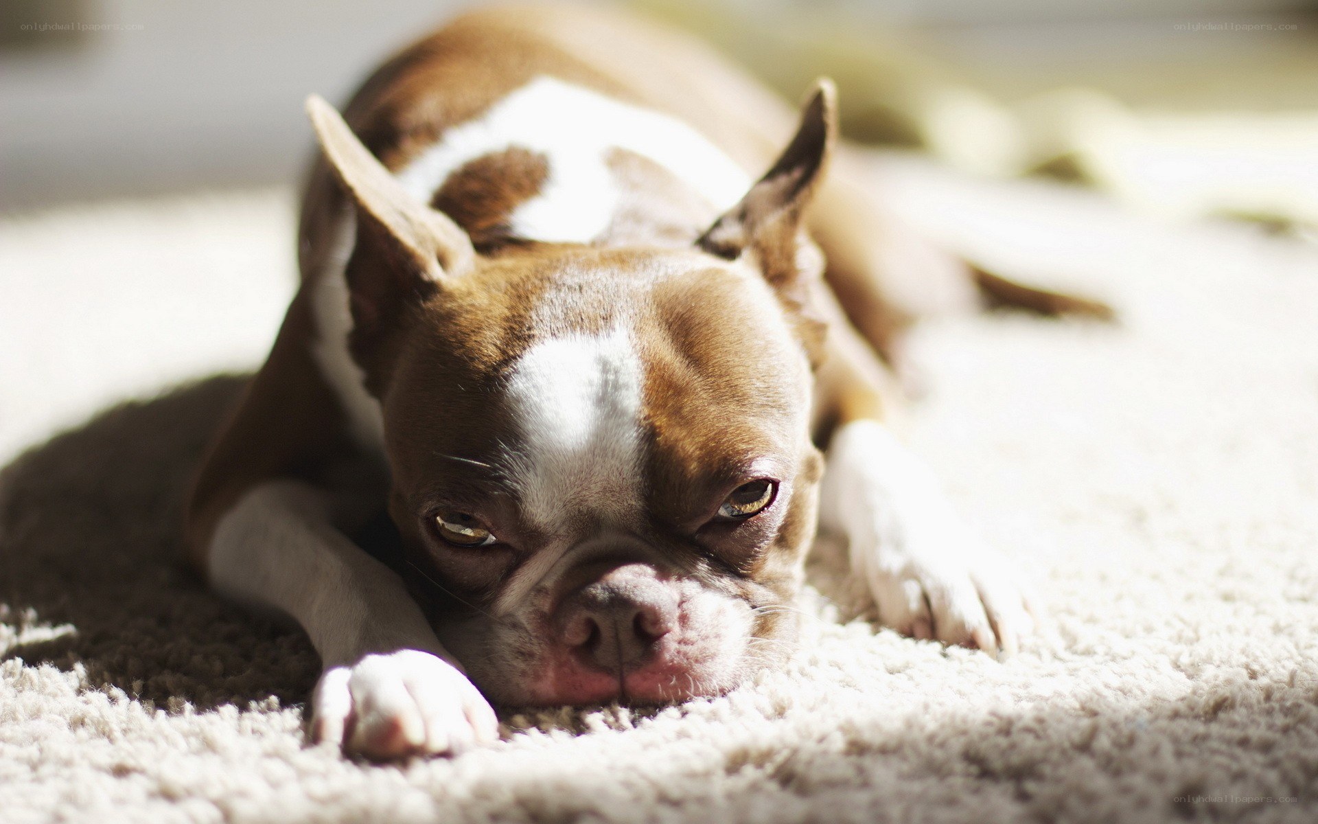 brown and white dog resting