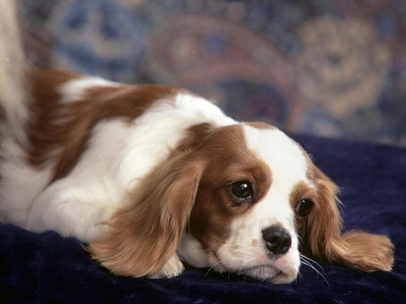 brown and white dog resting