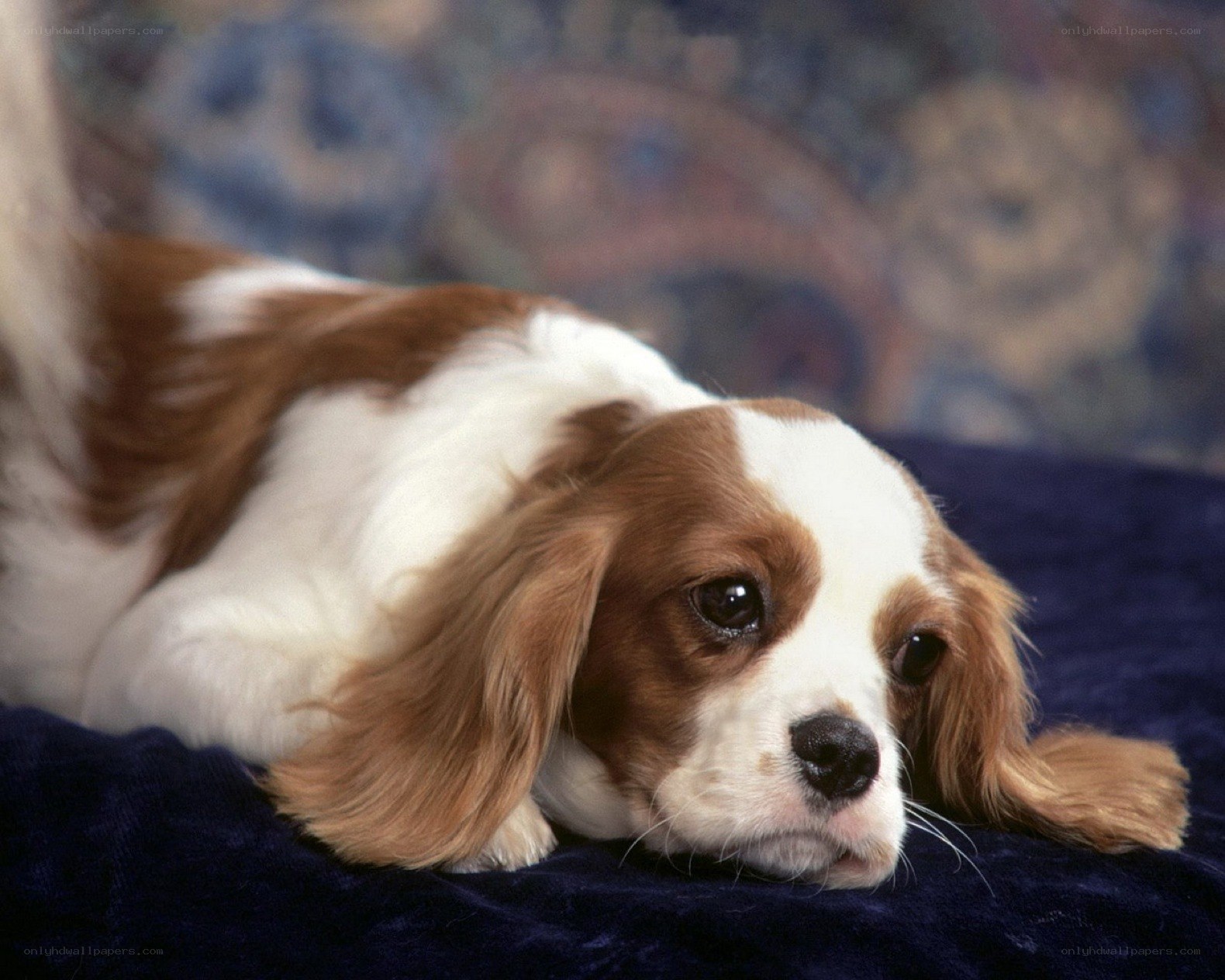 brown and white dog resting