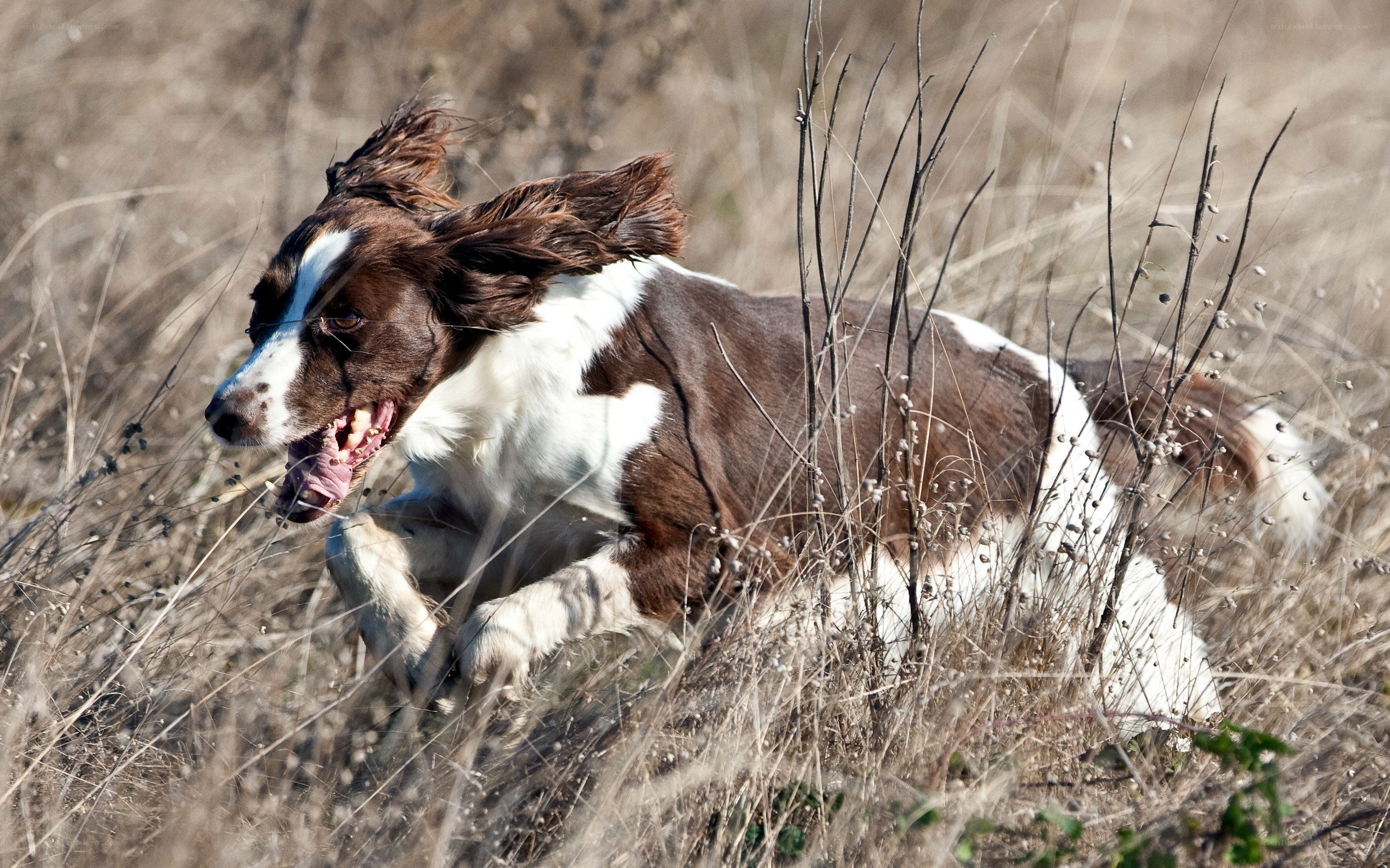 brown and white dog running