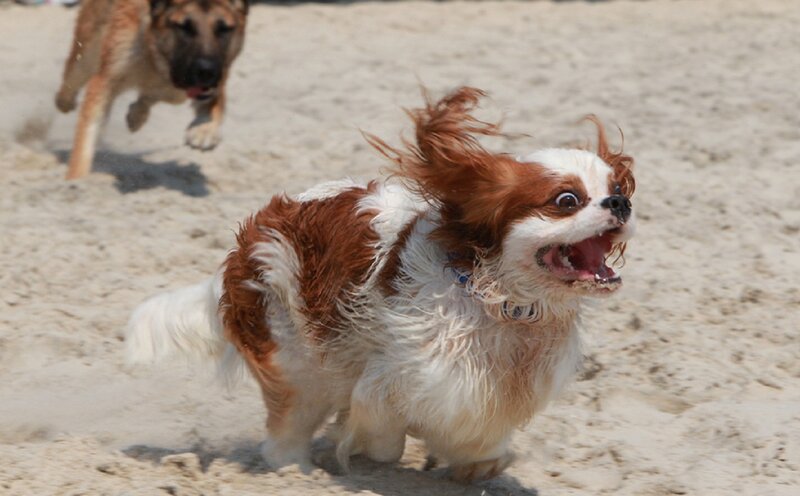 Brown and White Dog Running — Active