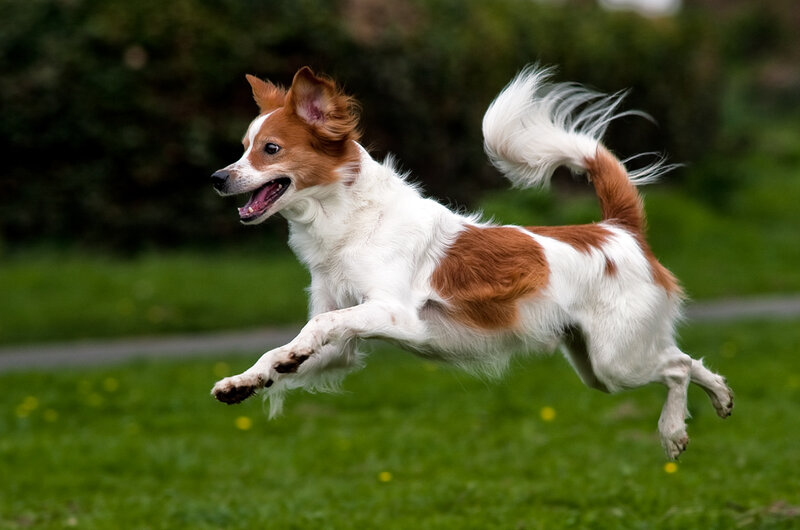 Brown and White Dog Running — Green