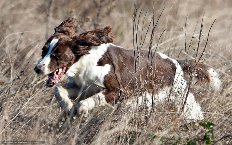 brown and white dog running