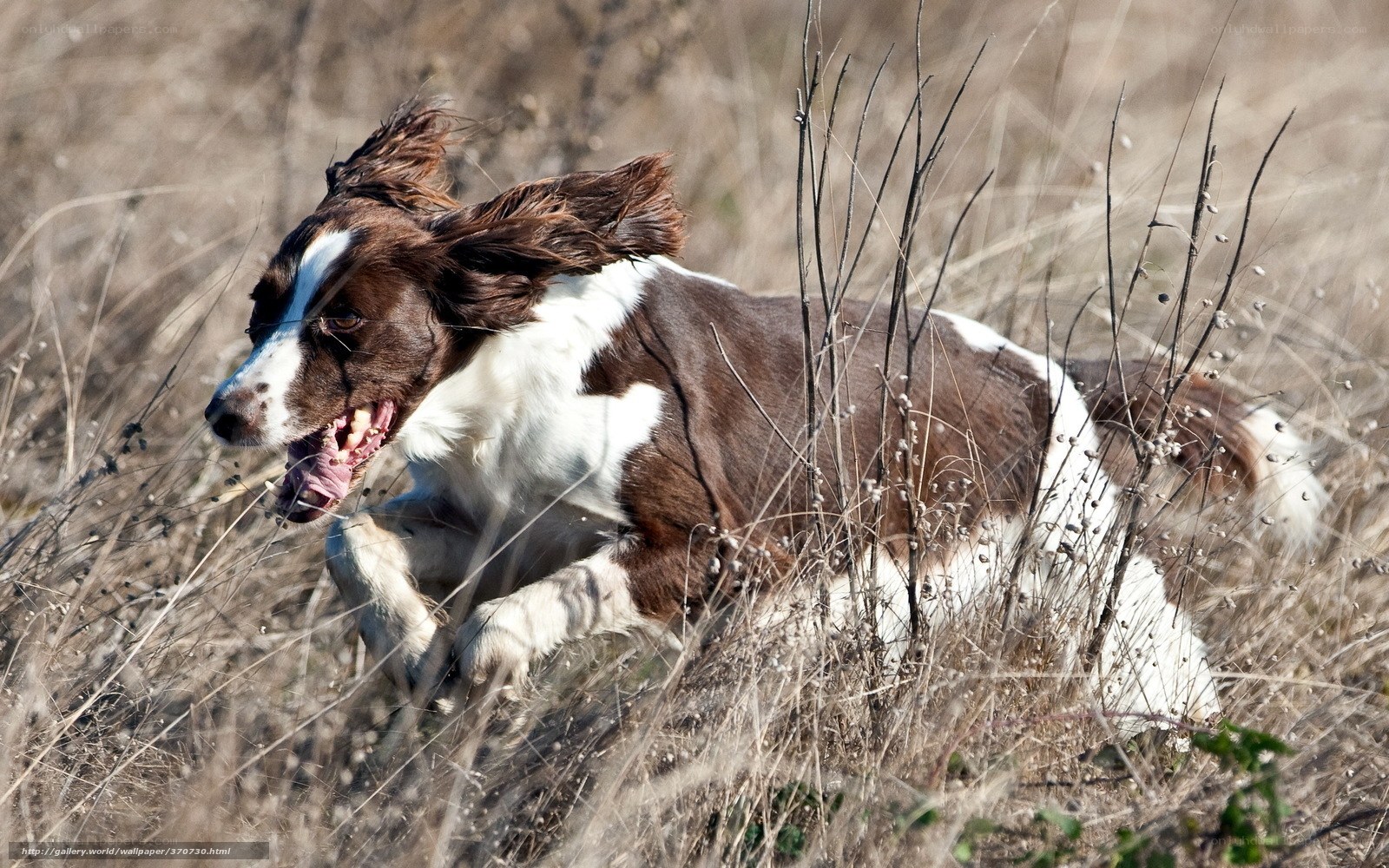 brown and white dog running