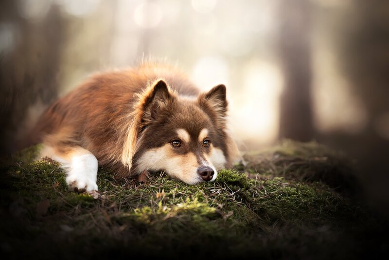 Brown and White Dog — Serene, Morning