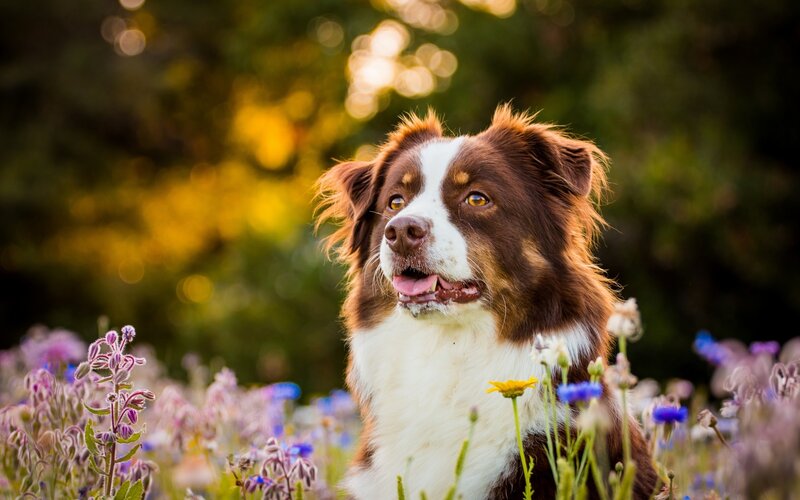 Brown and White Dog — Serene, Sunset, Photograph