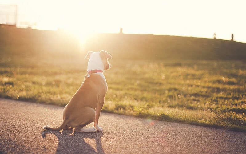 Brown and White Dog — Serene, Sunset