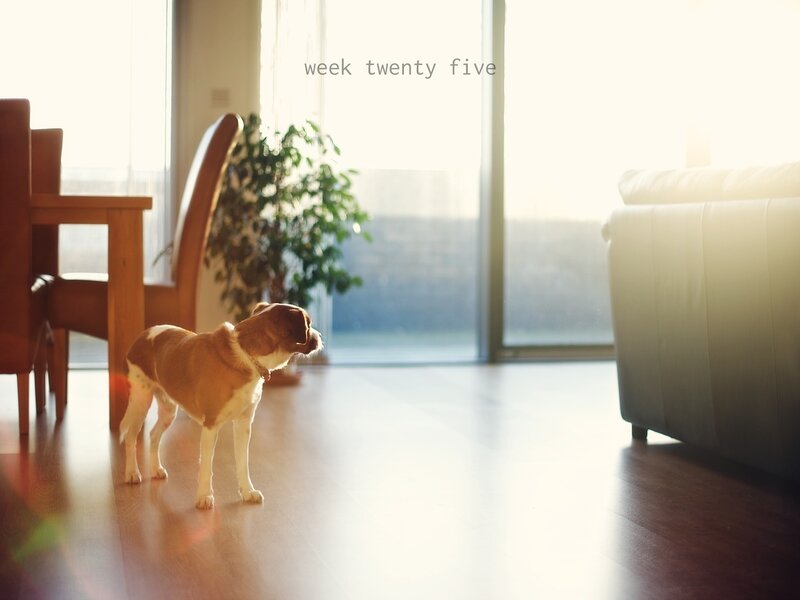Brown and White Dog — Serene