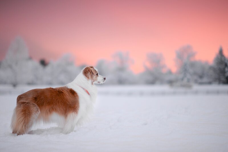 Brown and White Dog — Serene, Winter