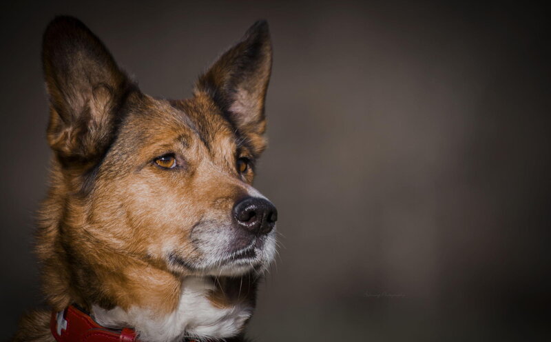Brown and White Dog — Serious