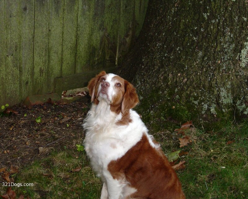 brown and white dog sitting