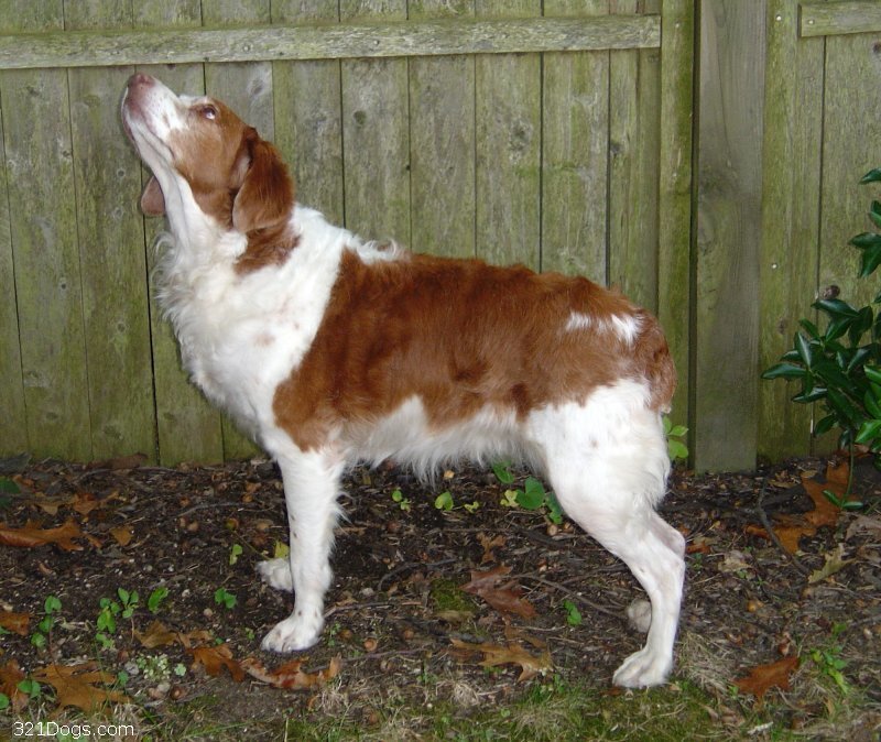 Brown and white dog standing