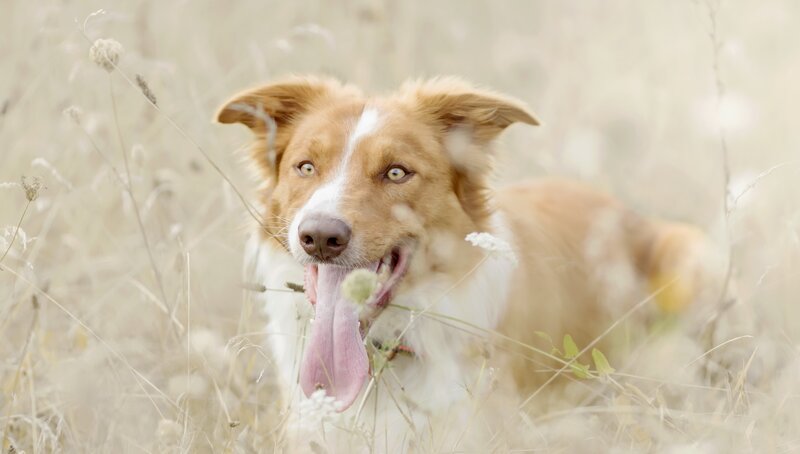 Brown and White Dog — Tan