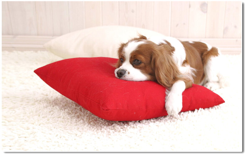 Brown and White Dog