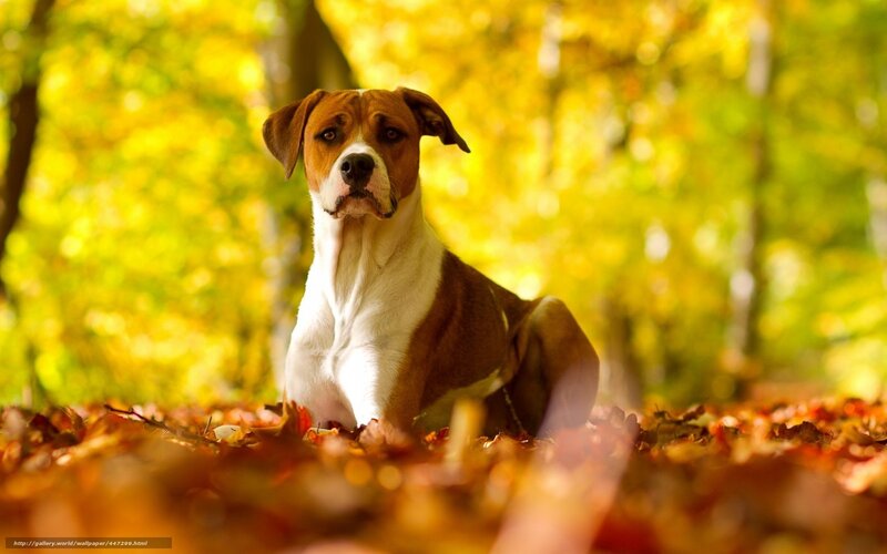 Brown and White Dog — Yellow, Calm, Autumn, Photograph